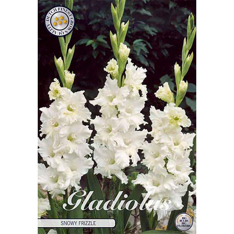 Gladiolus 'Snowy Frizzle' 10 lökar vit veckad höjd 110 cm juli–aug sol/halvskugga