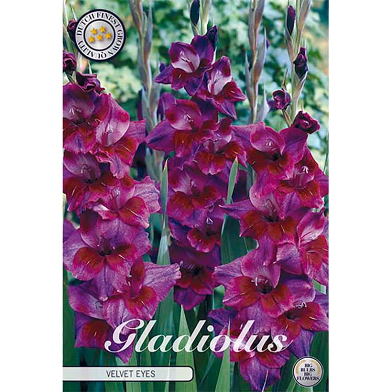 Gladiolus 'Velvet Eyes' 10 lökar lila höjd 110 cm juli–aug sol/halvskugga