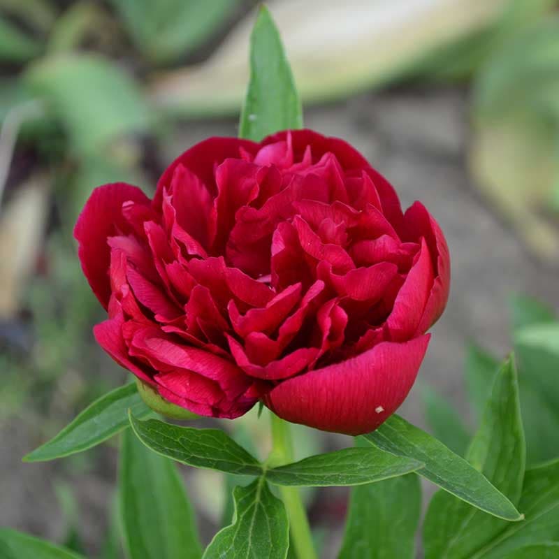 Luktpion Red Sarah Bernhardt, röd/rosa jun–jul 80–90 cm sol/halvskugga  1 st rot storlek I