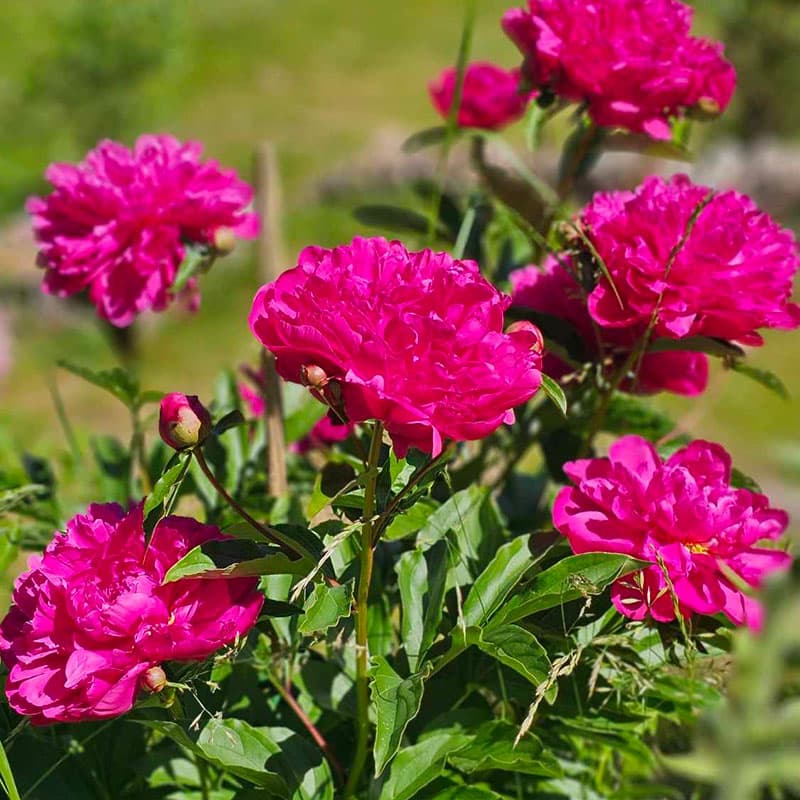 Luktpion Karl Rosenfeldt, lilaröd maj–jun 80 cm sol/halvskuggigt robust 1 st rot
