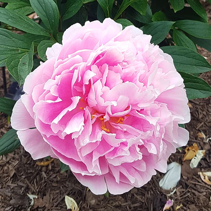 Luktpion Sarah Bernhardt, rosa jun–jul 80 cm sol/halvskuggigt klassisk sort 1 st rot