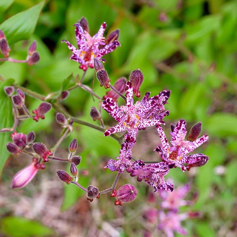 Taiwanskugglilja, vit/lila sep–okt 50 cm skugga mullrik jord 2 st rötter storlek I