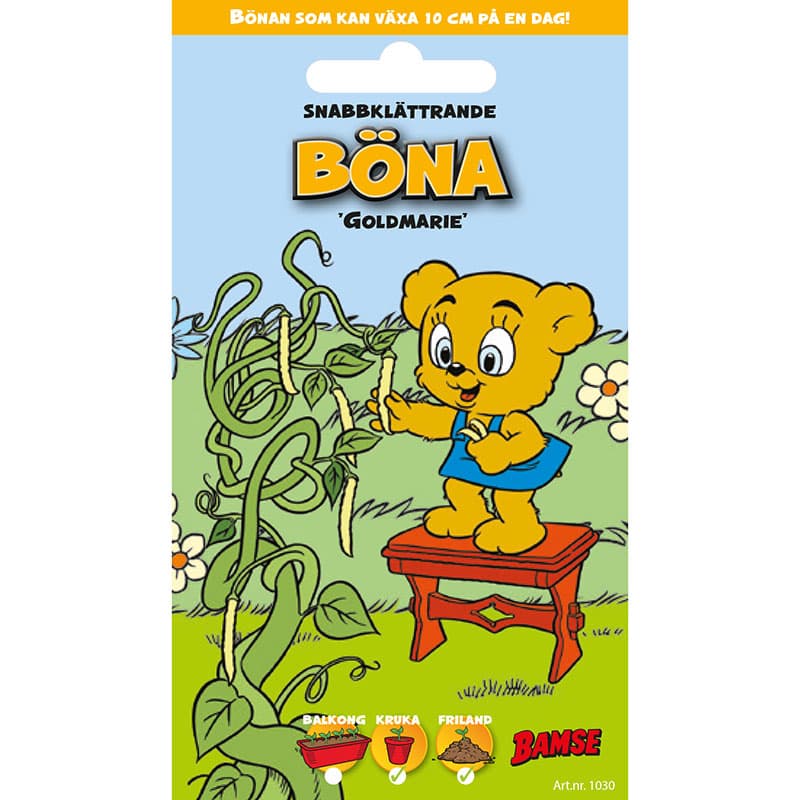 Bamse Böna 'Goldmarie', stora gula platta bönor, 20-25 cm långa, 3 meter hög, lättodlad.