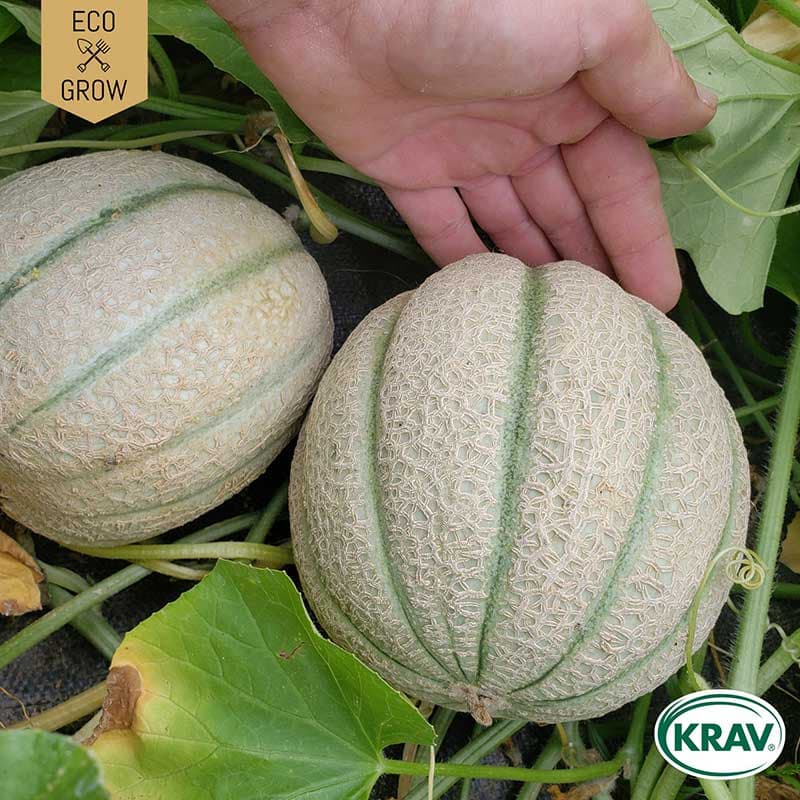 Cantaloupemelon 'Cantalupo di Charentais', grön-grå frukt, ca 1 kg, söt orange fruktkött.