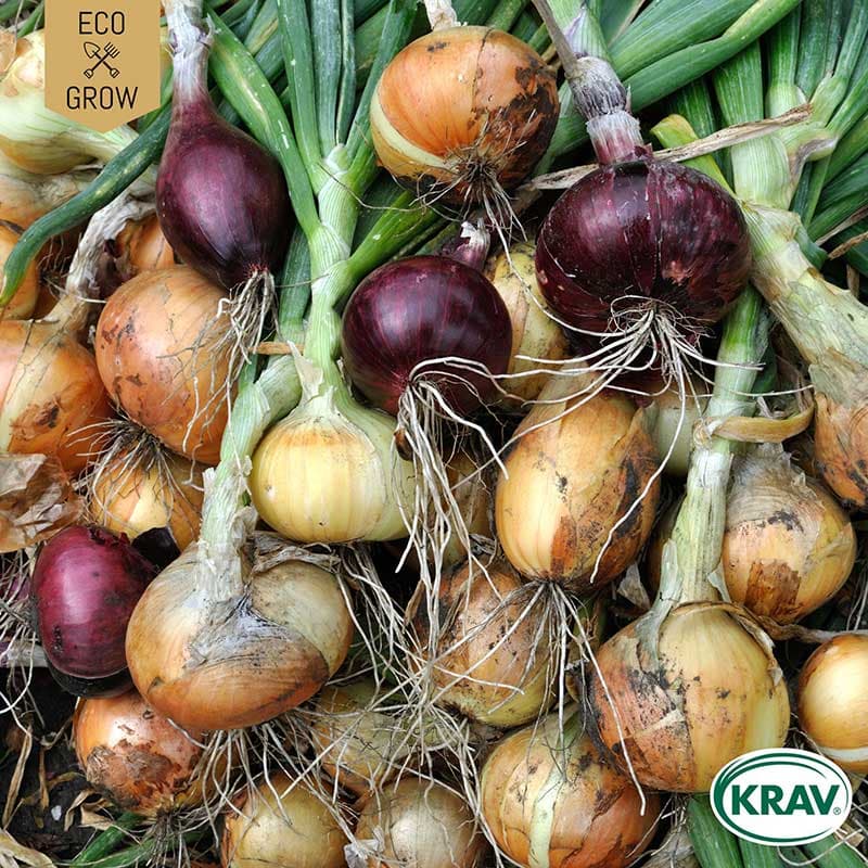 Lök Mix 'Color Mix', ekologisk, blandning av rödlök, gul lök, silverlök, 100 frön.