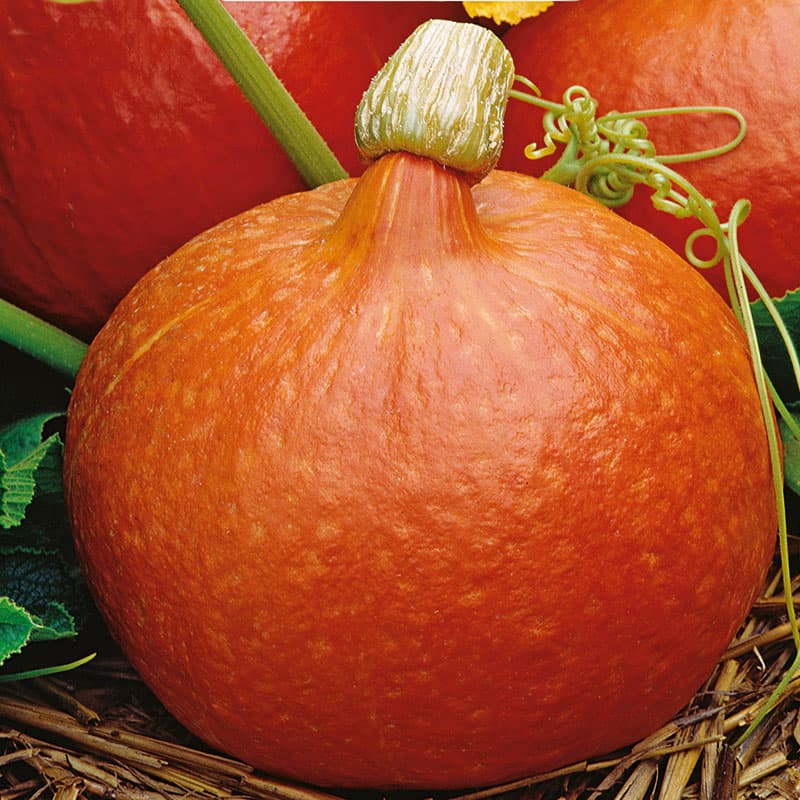 Jättepumpa 'Hokkaido Orange', ekologisk, orange fruktkött, 1-3 kg, skörd september-oktober.