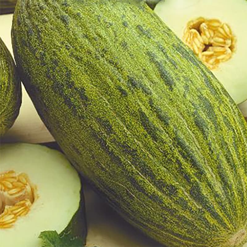 Melon 'Piñonet Piel De Sapo', grönaktigt spräckligt skal, sött fruktkött, 2-3 kg.