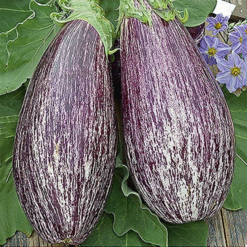Aubergin 'Tsakoniki', violett med ljusa strimmor, ca 65 cm hög, sol, grönsak, 0,2 g frön.