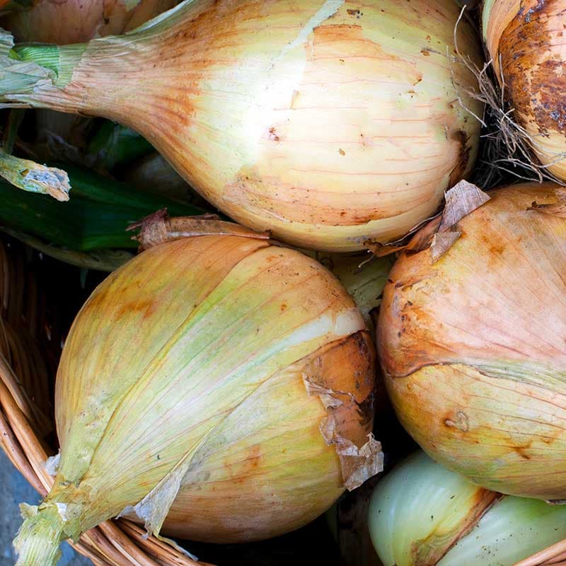 Gul lök 'Exhibition', oval, mycket stor, ca 350 g, sötaktig smak, växtperiod 160 dagar.