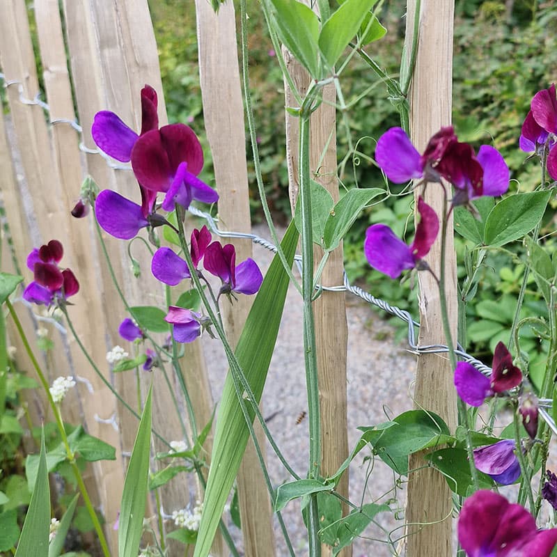 Luktärt 'Matucana', ettårig, sol, såtid: apr-maj, blomning: juni-aug, ca 10-11 frön.
