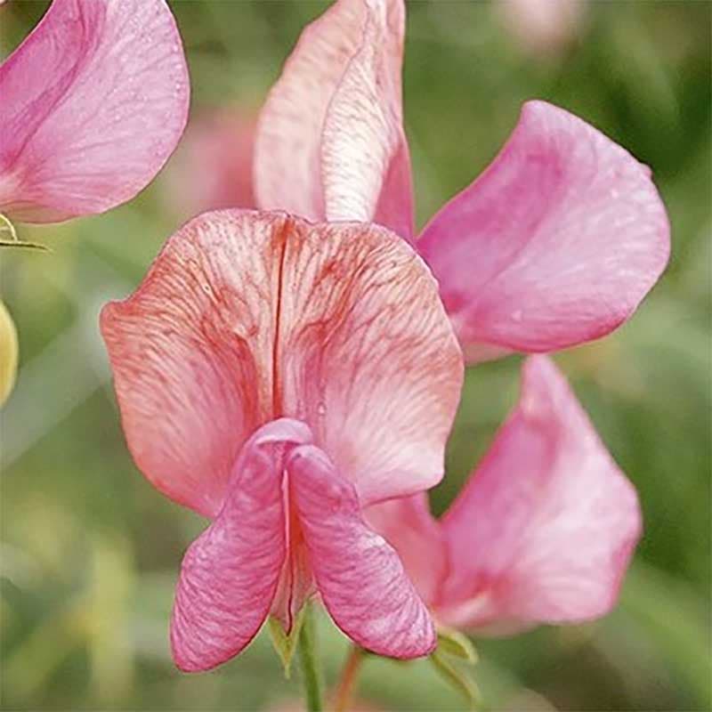 Luktärt 'Old Spice Miss Willmot', rosa, 200-250 cm, sol-halvskugga, 2 g frön.