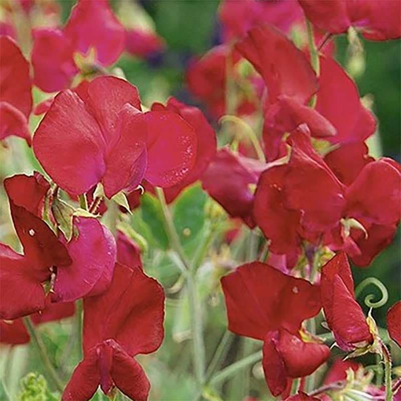 Luktärt 'Perfume Millennium', rödrosa blommor, 200-250 cm, sol-halvskugga, 2 g frön.