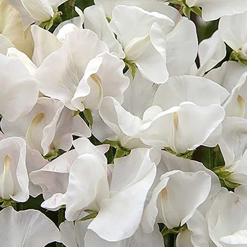 Luktärt 'Spencer Royal Wedding', vit med krämgula inslag, höjd 200-250 cm, sol-halvskugga.