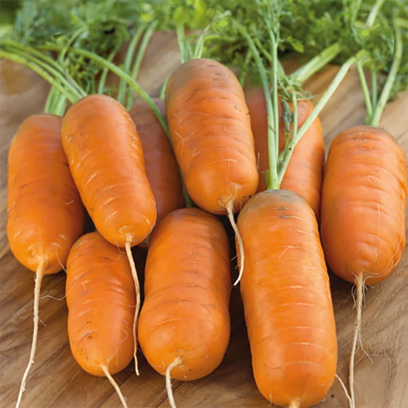Morot 'Aron' F1, orange, cylinderformad, 10-12 cm lång, ettårig, 2 gram frön.