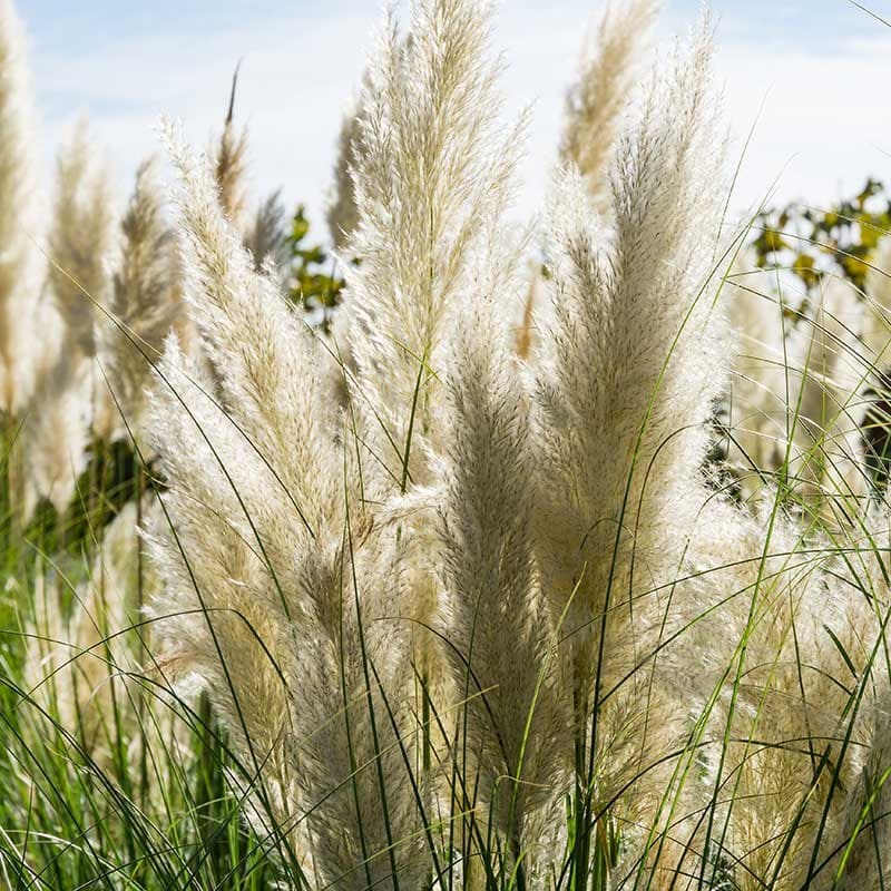 Pampasgräs 'Pampas Plume', perenn, soligt läge, höjd upp till 4 m, vippor 30-40 cm.