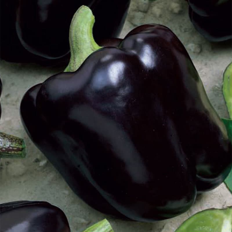 Paprika 'Andromeda', röd, kraftigt växtsätt, ca 300 g, sol, växthus eller skyddad plats.