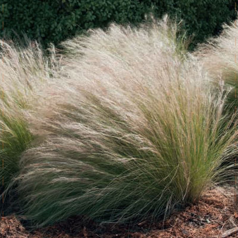 Tuvtåtel 'Goldschleier', grön, 100 cm, sol/halvskugga, flerårig, blomning juni-juli.