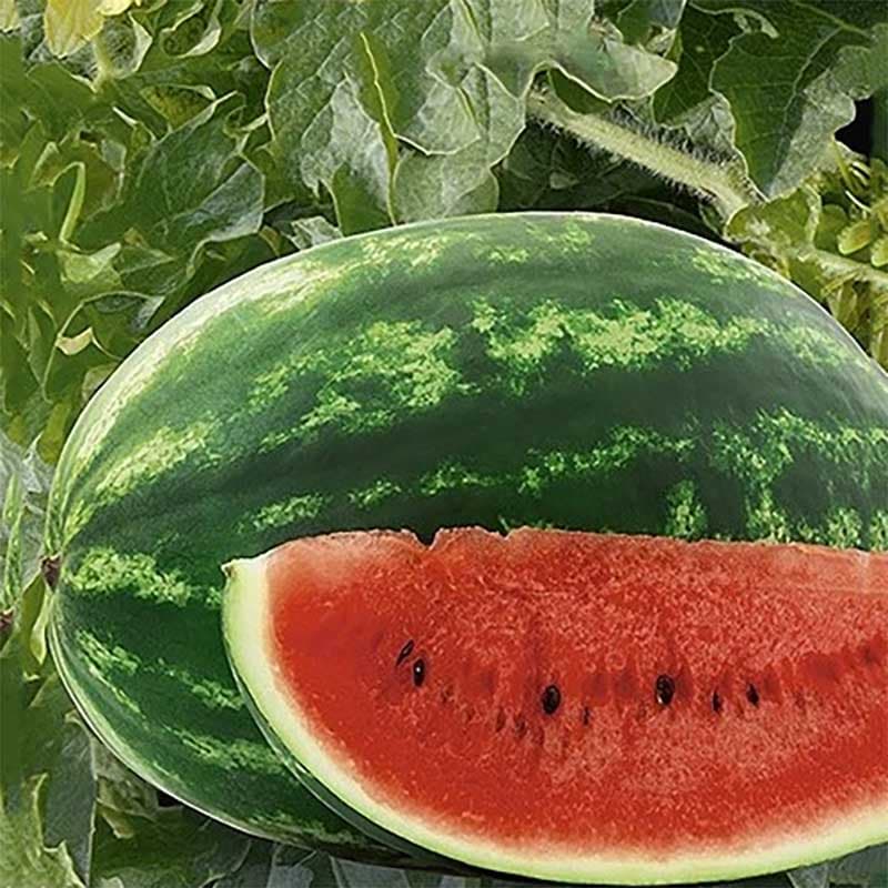 Vattenmelon 'Mirsini' F1, blågrönaktiga blad, 15 cm lång, odlas i sol, humusrik jord.