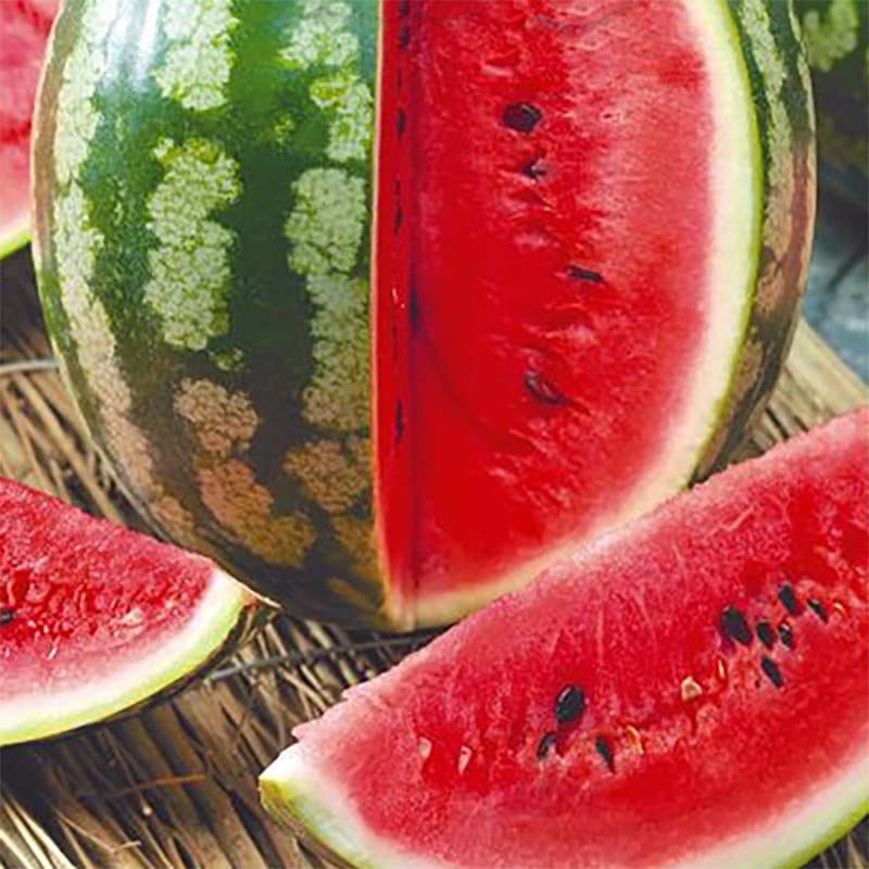 Vattenmelon 'Moro' F1, tidig sort, fruktvikt 4-6 kg, mycket söt och saftig, odlas i växthus.