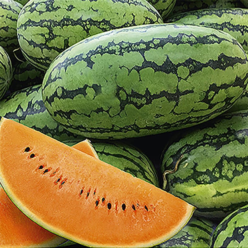 Vattenmelon 'Orangeglo', orange fruktkött, avlånga frukter, 5-7 kg, medeltidig sort.