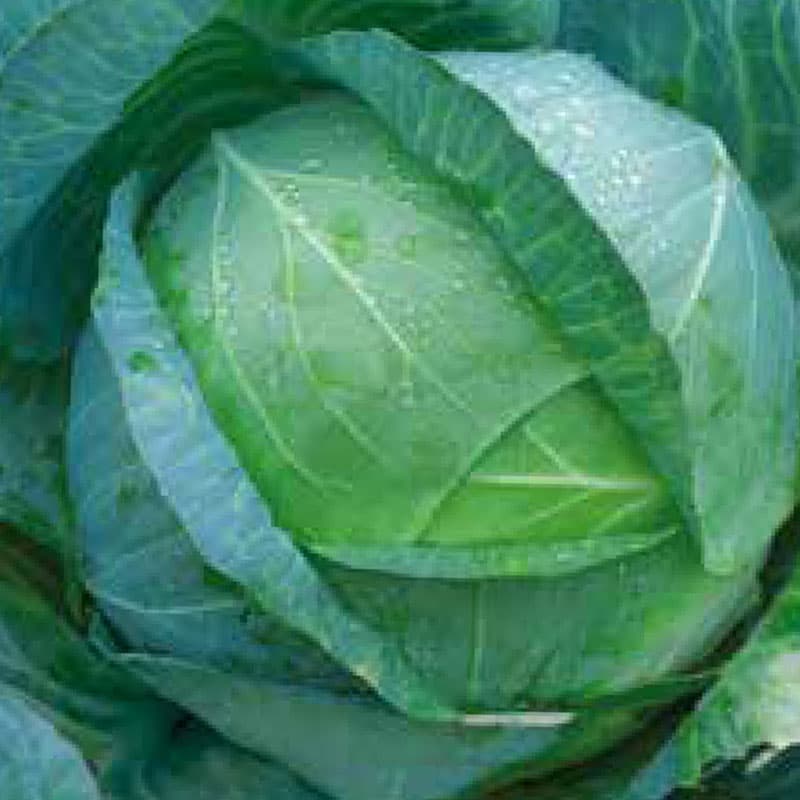 Vitkål 'Kamienna Glowa', sen, köldtålig, runda huvuden 4-5 kg, 150-160 dagar till skörd.