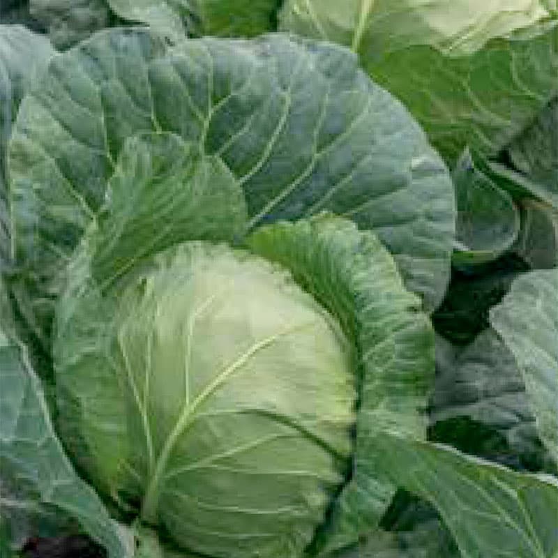 Vitkål 'Minica', grön, rund, 0,5–1 kg, växtperiod 70 dagar, sol, 125-150 frön.