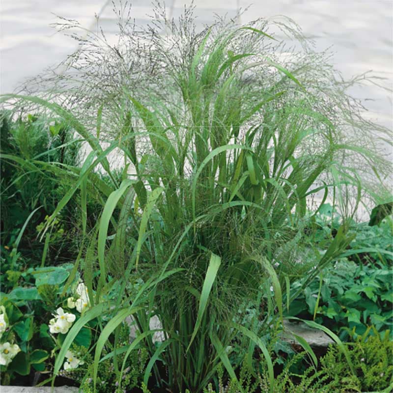 Kärleksgräs, ettårigt, 50 cm högt, soligt läge, 0,5 g frön, ca 1250 frön, passar för kruka och rabatt.