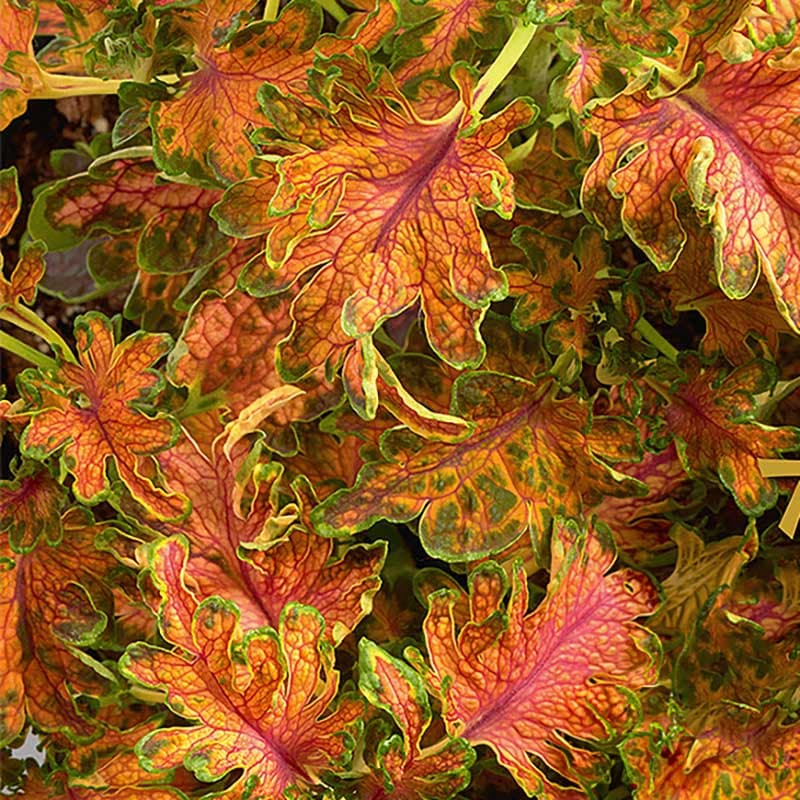 Palettblad 'Colocha Scarlet', rufflade eklövsformade blad, dekorativa färger, sol/halvskugga, ca 25 frön.