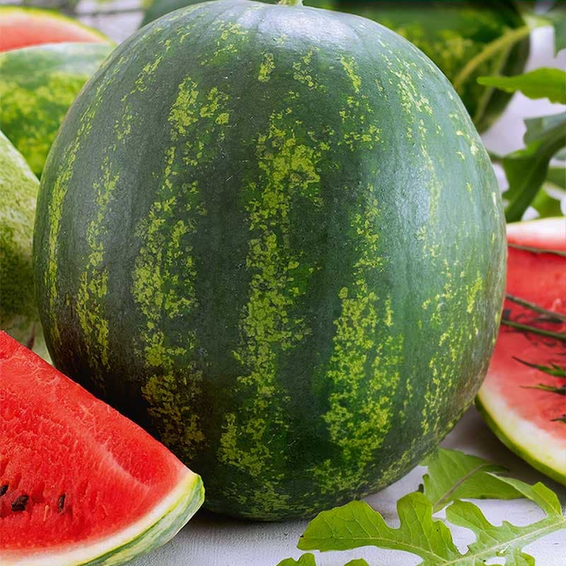 Vattenmelon 'Asahi Miyako' F1, rödrosa fruktkött, mörkgrönt skal, 7-8 kg, soligt läge.