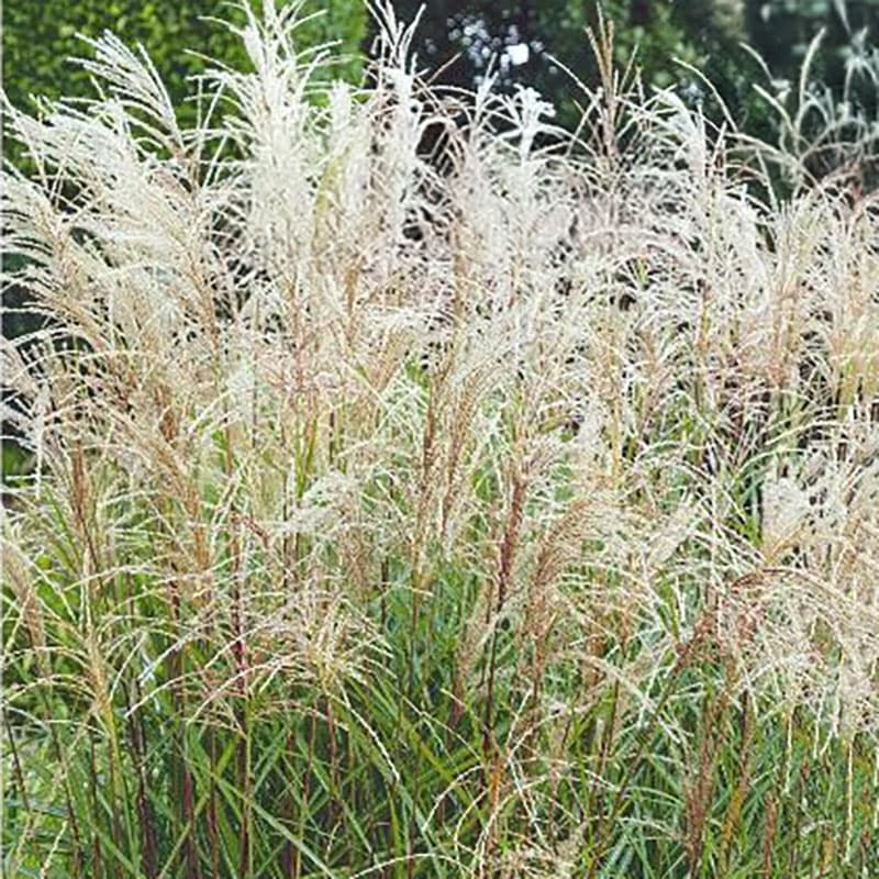 Glansmiskantus, flerårigt prydnadsgräs, 1.5 m höjd, sol/halvskugga, näringsrik jord, 0.1 gram frön.