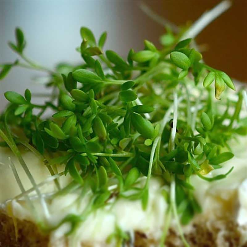 Mikroblad Krasse, pepprig smak, 100 g, ~350-400 frön per gram, lättodlad, inomhusodling, året runt.