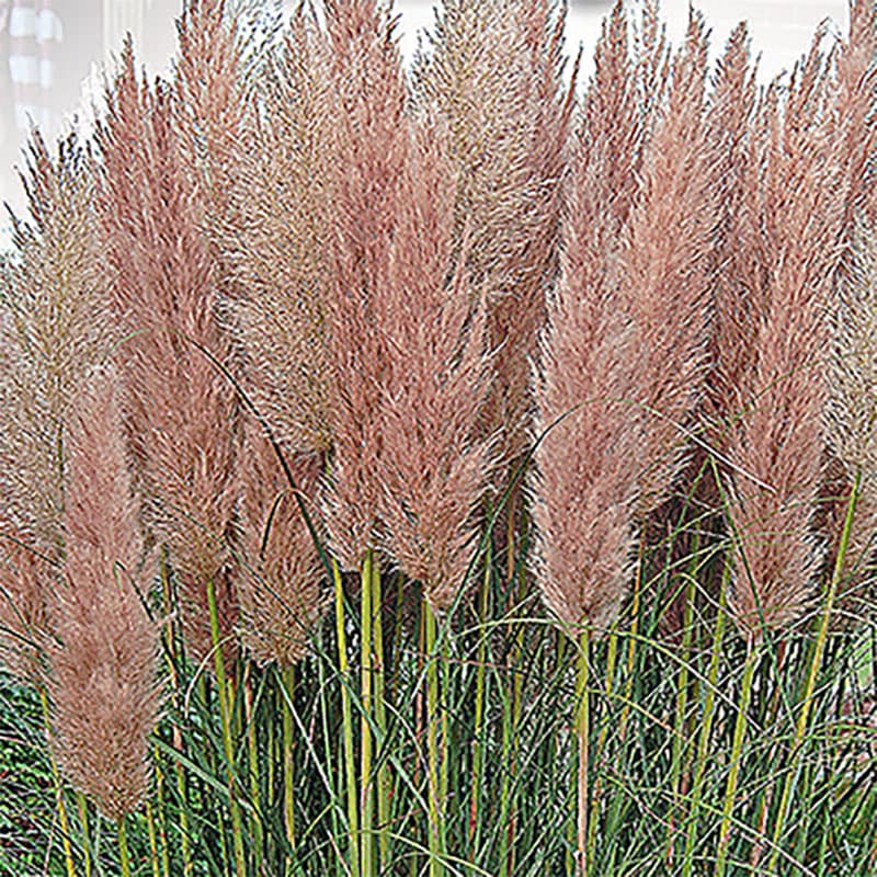 Pampasgräs 'Pampas Pink', blekt rosa, 1,8-2,5 meter, soligt läge, perenn gräs, 0,2 gram, ~1040 frön.