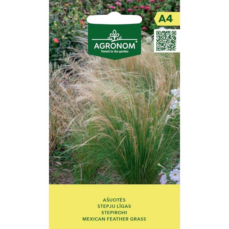 Svansfjädergräs, solälskande, 45-60 cm högt, väldränerad jord, tål torka, 0,05 gram frön.