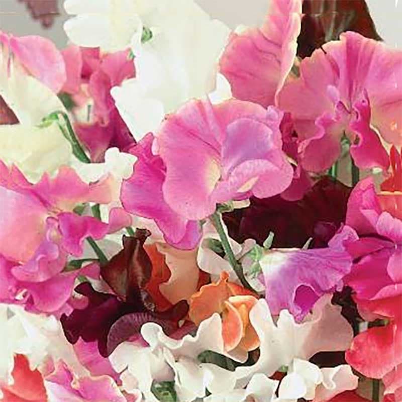 Luktärt 'Royal Family', ettårig, 100-200 cm hög, soligt läge, innehåller 3 gram frön.