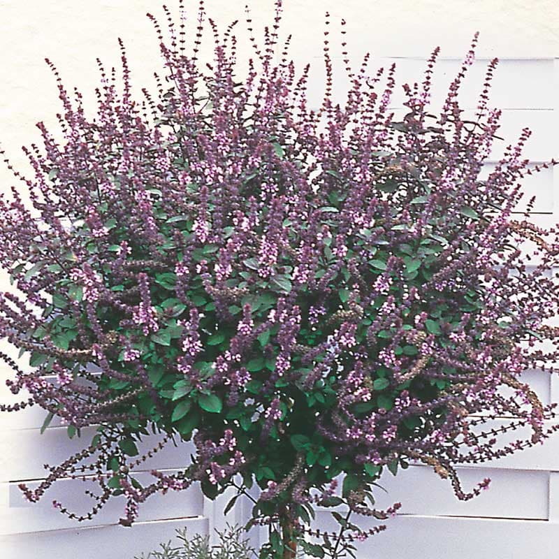 Basilika 'Magic Blue®' 3-pack, ekologisk, pluggplanta, sol/halvskugga, Ocimum basilicum, buskig