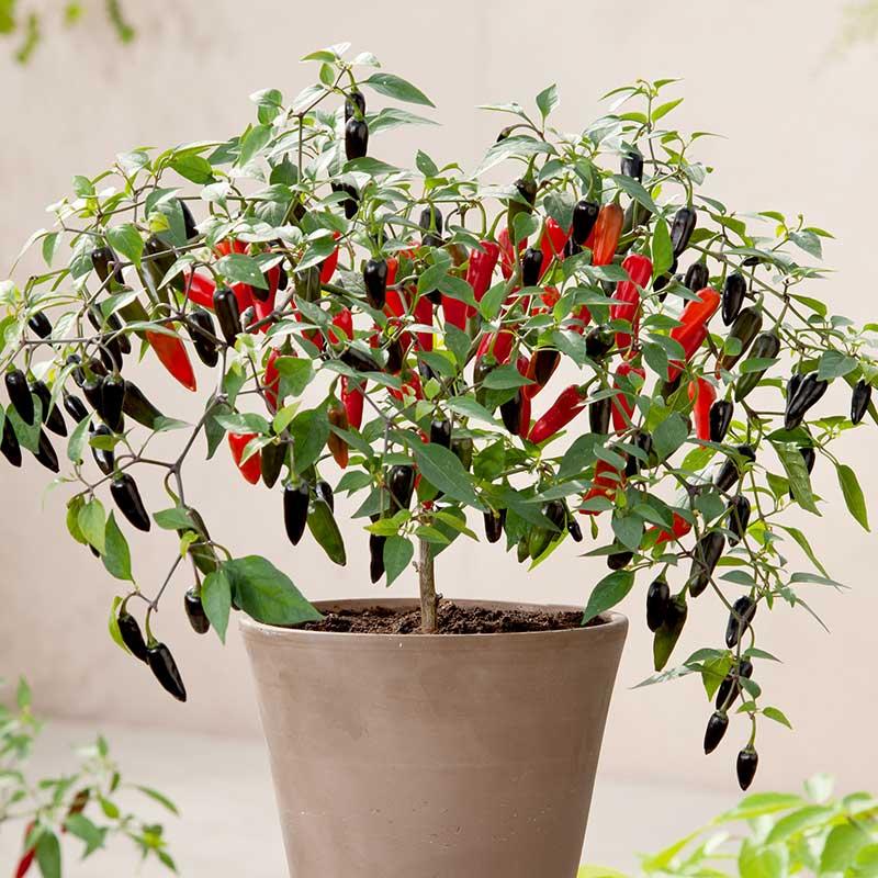 Chilipeppar 'Chenzo'