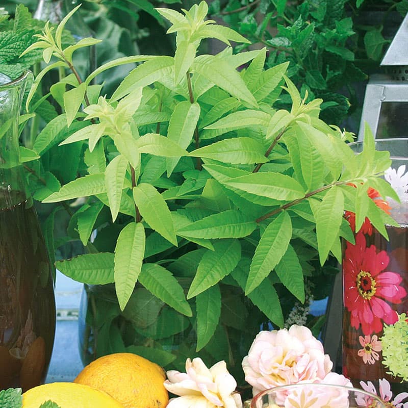 Citronverbena 'Freshman', ekologisk 3-pack