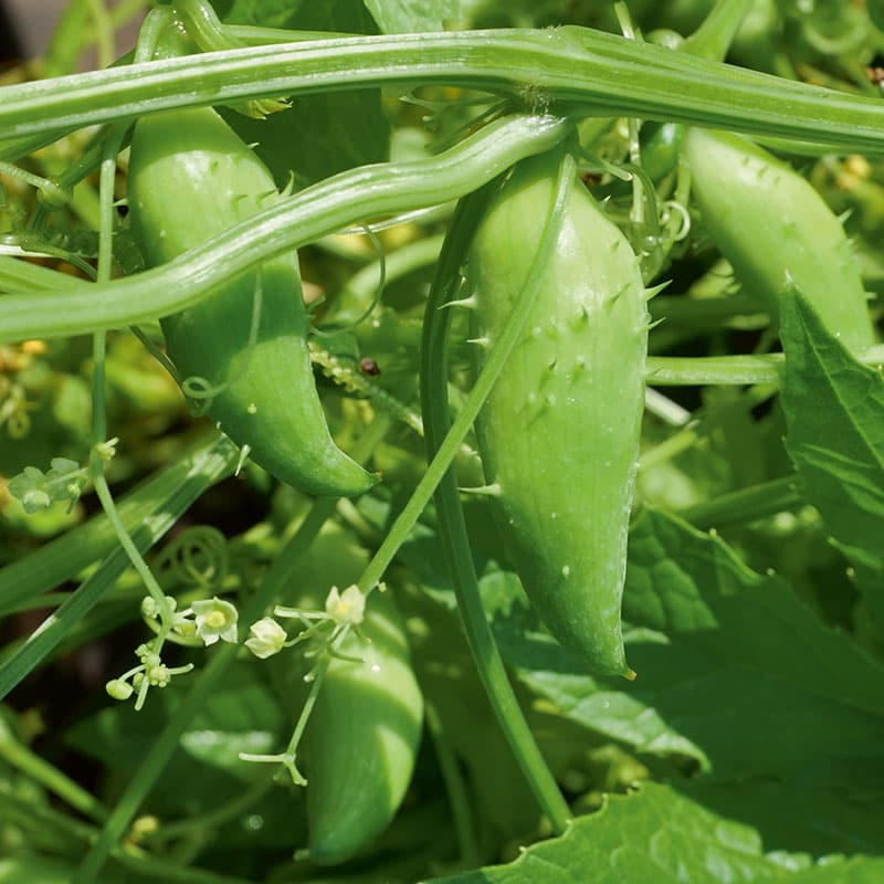 Korila 'Cornuti', olivstora frukter, krispiga, sötsyrliga, slingrande buskig planta, sol, 5 frön.