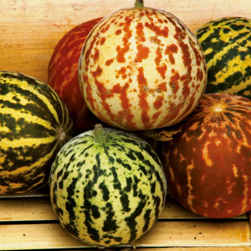 Mangomelon 'Queen Anne's Pocket', söt, liten, ca 50 g, kulturarvssort, 20 frön, förodling.