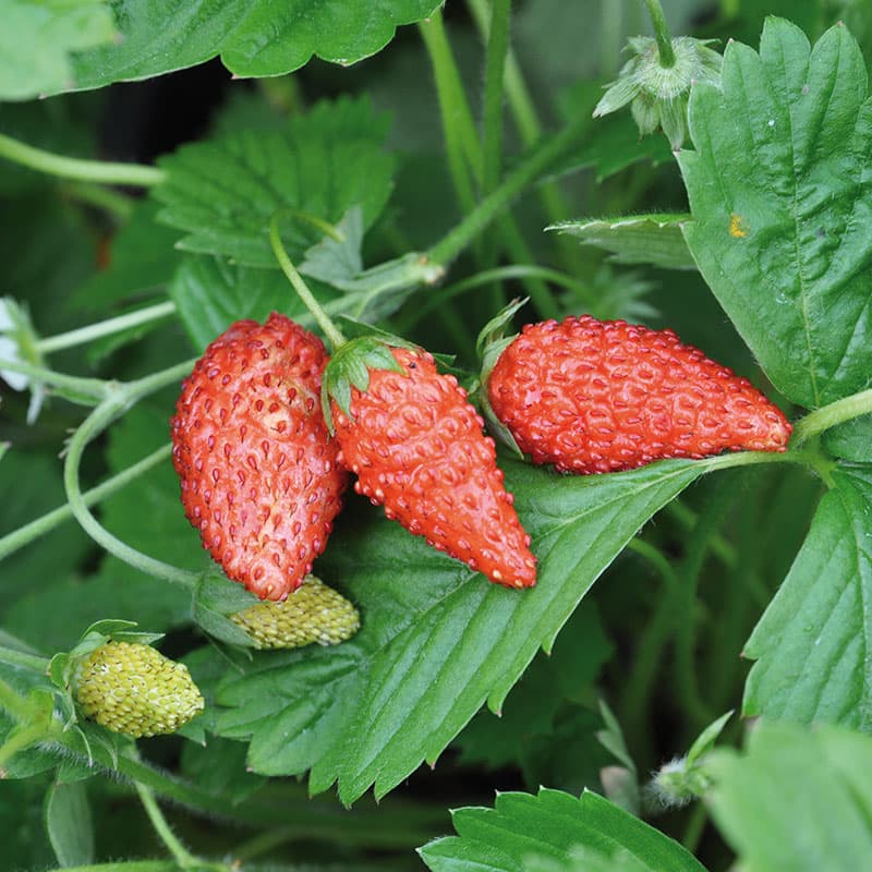 Smultron 'Tubby Red', röd, rikbärande, upprätt växtsätt, sol, 20 frön, skörd juni-oktober.