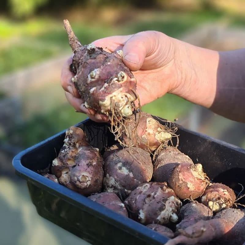 Jordärtskocka Papas Patio 3-pack, kompakt sort kruka balkong sep–okt skörd