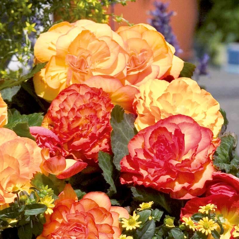 Knölbegonia 'Nonstop Fire', varma färger, halvskugga, lång blomningstid, robust växtsätt, 10 frön.
