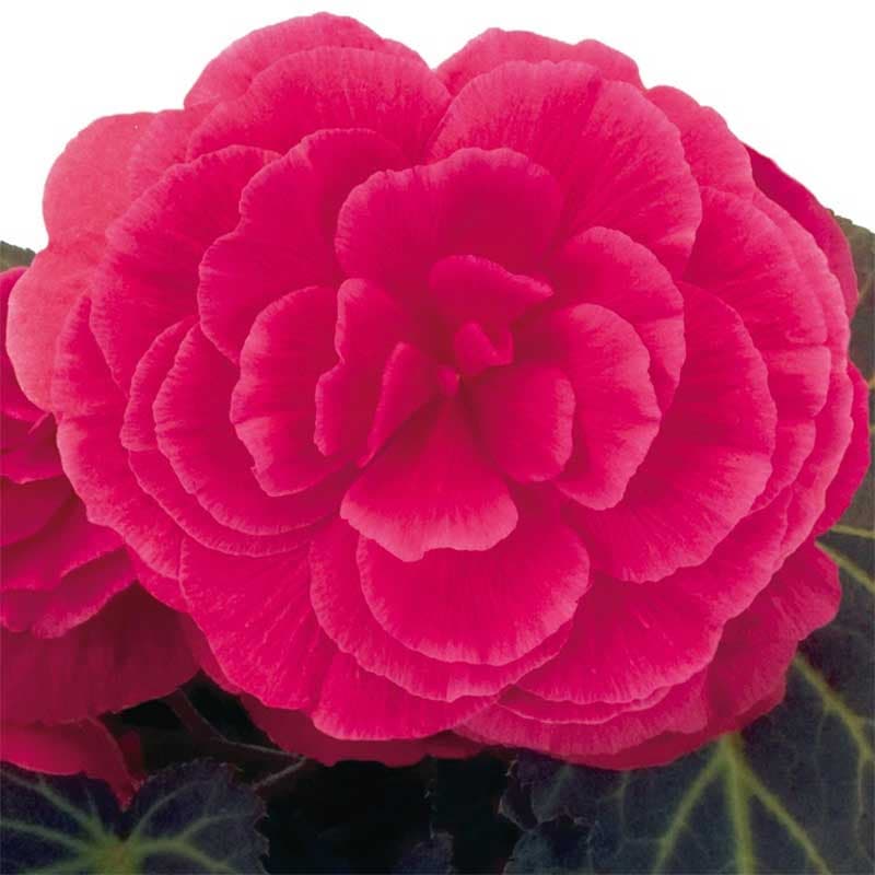 Knölbegonia 'Nonstop Mocca Pink Shades F1', mättat rosa, mörkt bladverk, blomning juni-oktober.