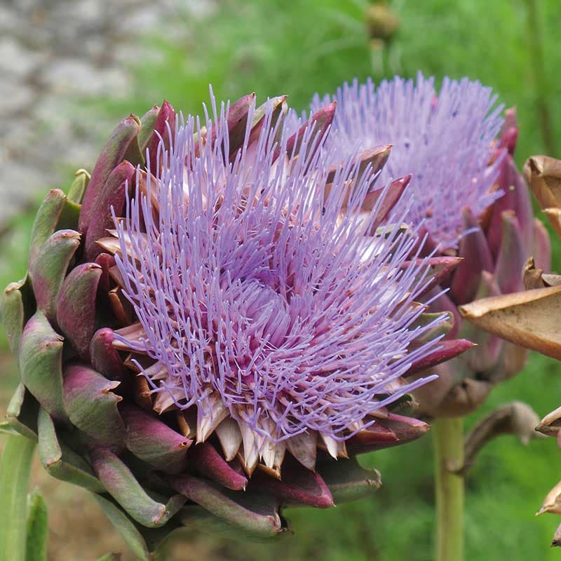 Kronärtskocka 'Effata', blåa kronblad, höjd ca 140 cm, sol, 15 frön, blomning aug-sep, förodling inomhus.