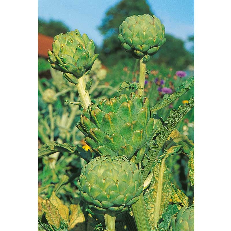 Kronärtskocka 'Imperial Star', grön, perenn, hög, sol, 15 frön, skörd i aug-sep.