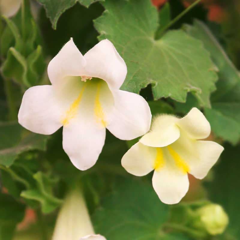 Lejongapsranka 'Lofos Compact White' 3-pack, vit, ampel, klätterväxt, sommarblomma, sol/halvskugga.