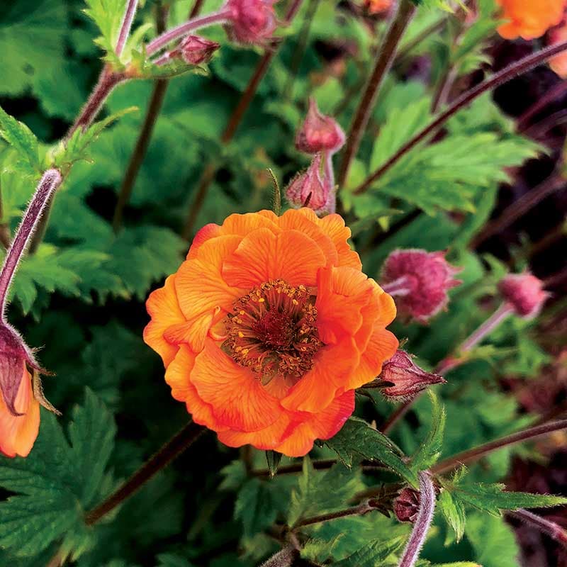 Nejlikrot 'Tempo Orange' 3-pack, orange, Geum × hybrida, sol, lättskött, perenn.