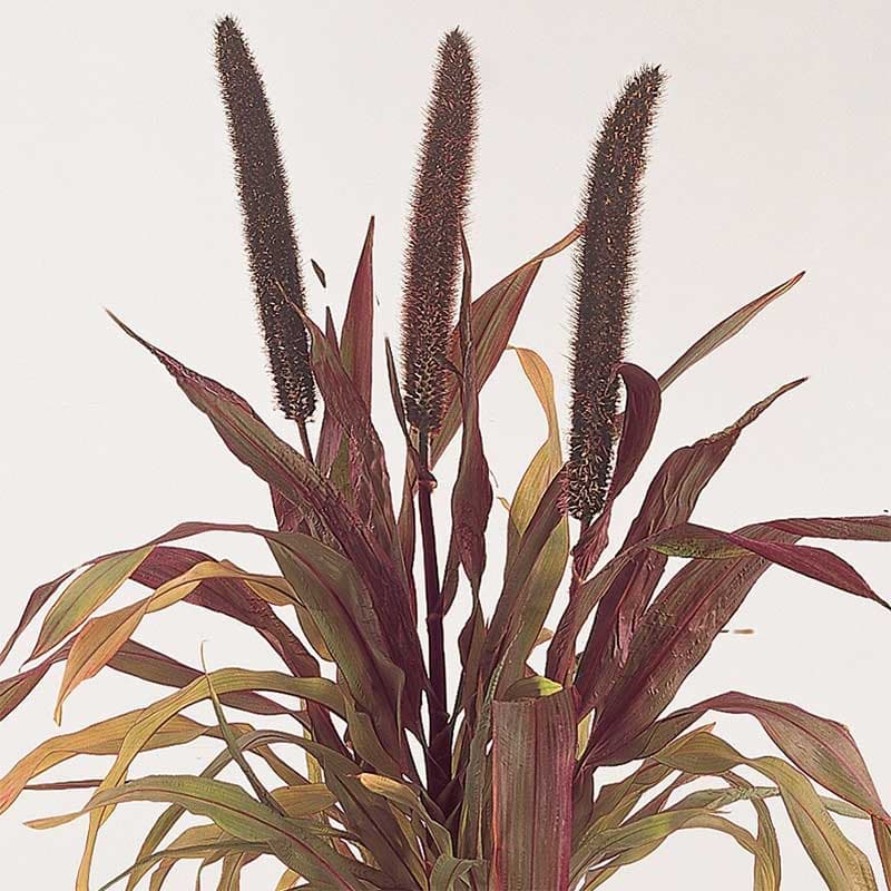 Pärlhirs 'Purple Baron', mörka blomkolvar, ca 1,5 m hög, soligt läge, innehåller 5 frön.