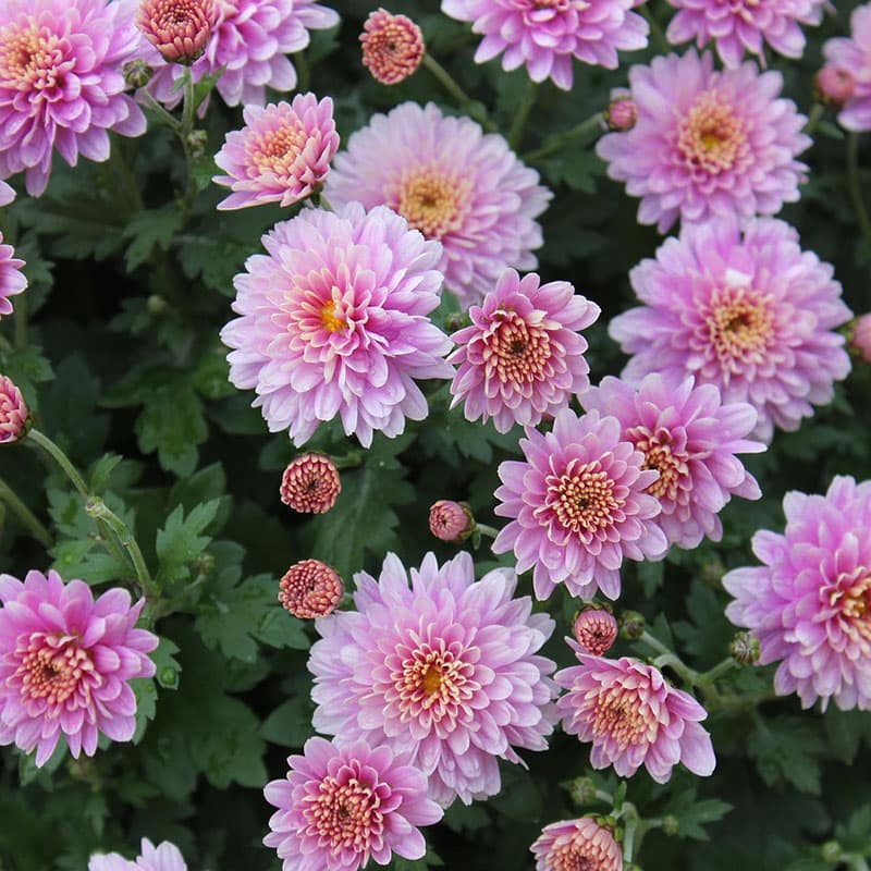 Krysantemum Blenda Purple 3-pack, lila blommor utmärkt för snitt. Övervintras svalt