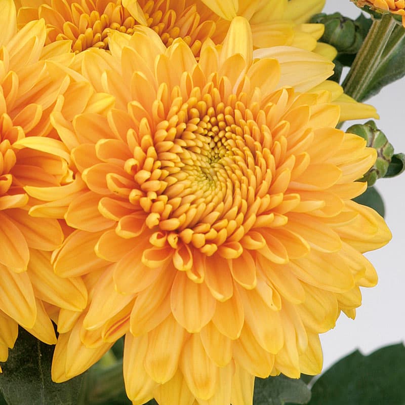 Krysantemum Gompie Bronze 3-pack, orange blommor utmärkt för snitt. Övervintras svalt